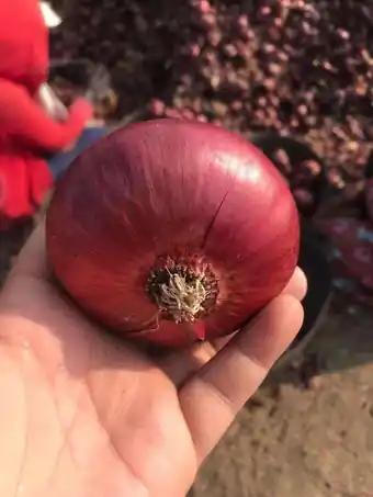 Oignon rouge — qualité export
