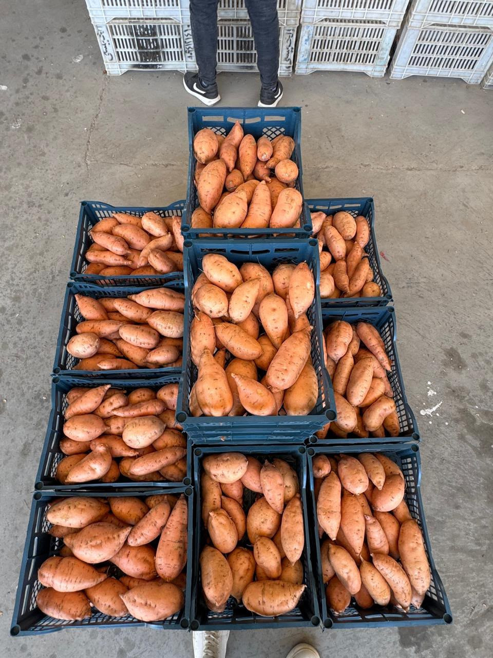 Patates douces calibrées en caisses