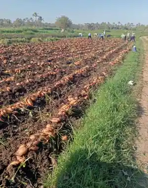 Récolte en cours — origine Égypte